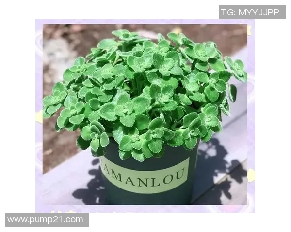 盆栽艺术：在有限空间中创造自然美感与生活的和谐氛围